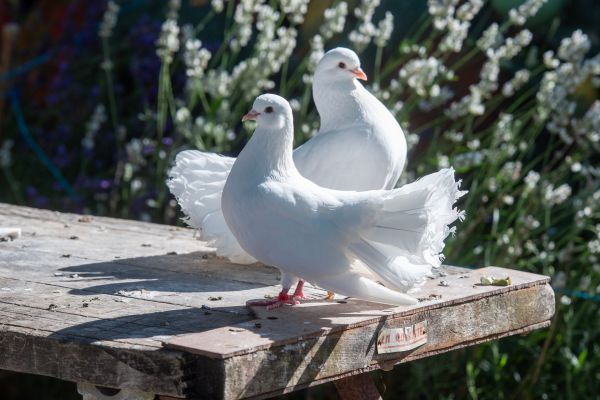 Lâcher de colombes en Île-de-france : créez des moments inoubliables
